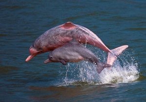 Dreary Dolphin News - Gansbaai Daily News